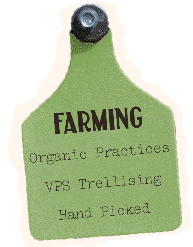 Chenin Blanc Farming, organic practices, VPS Trellising, Hand picked