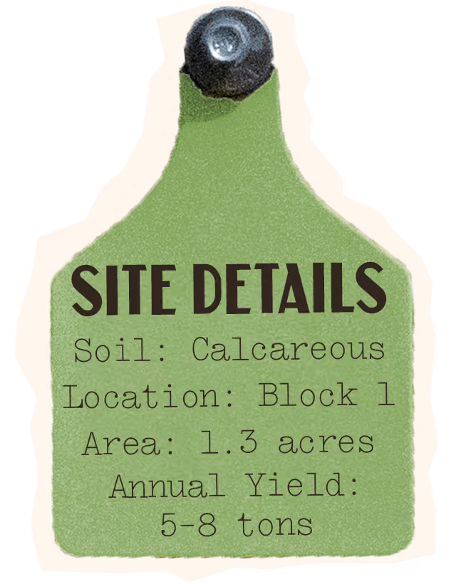 Chenin Blanc Site Details, Soil: Calcareous, Location: Block 1, Area: 1.3 acres, Annual Yield: 5-8 tons