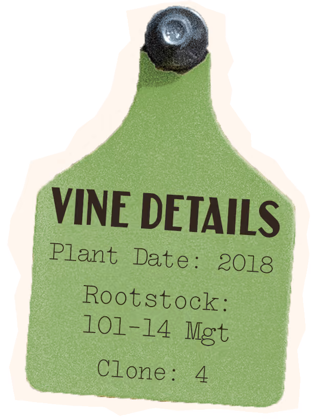 Chenin Blanc Vine Details, Plant Date: 2018, Rootstock 101-14 Mgt, Clone: 4