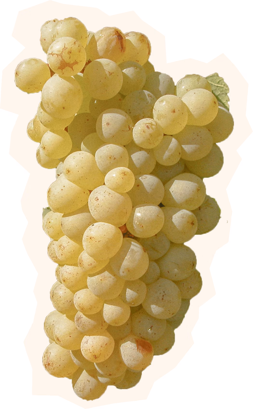 Chenin Blanc Grape Cluster