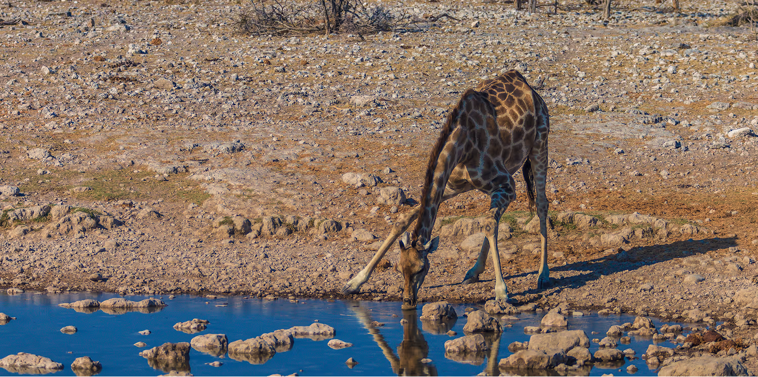 Een giraffe die water drinkt uit een vijver in een droge, rotsachtige omgeving.