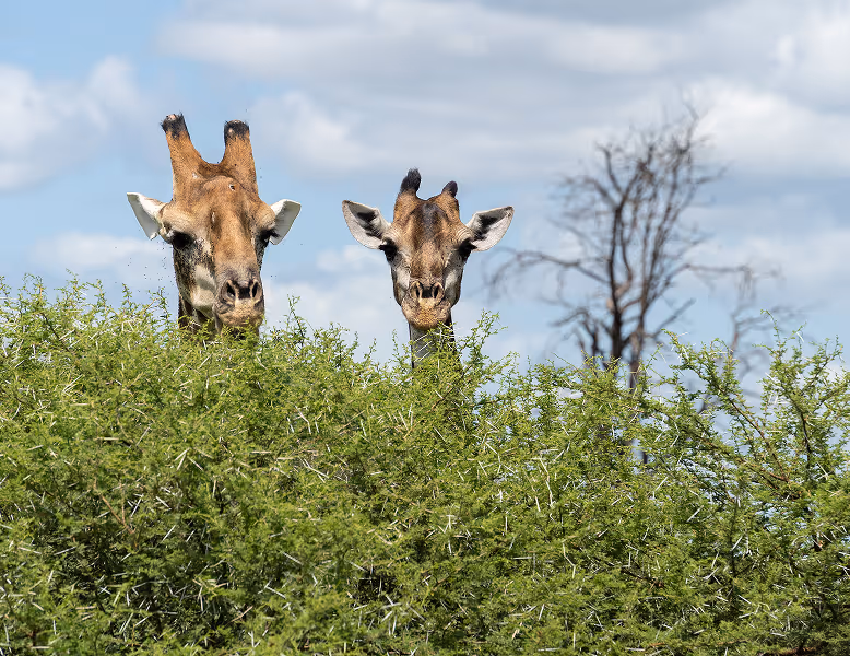 Twee giraffen die boven groene struiken uit steken met een wolkenlucht op de achtergrond.