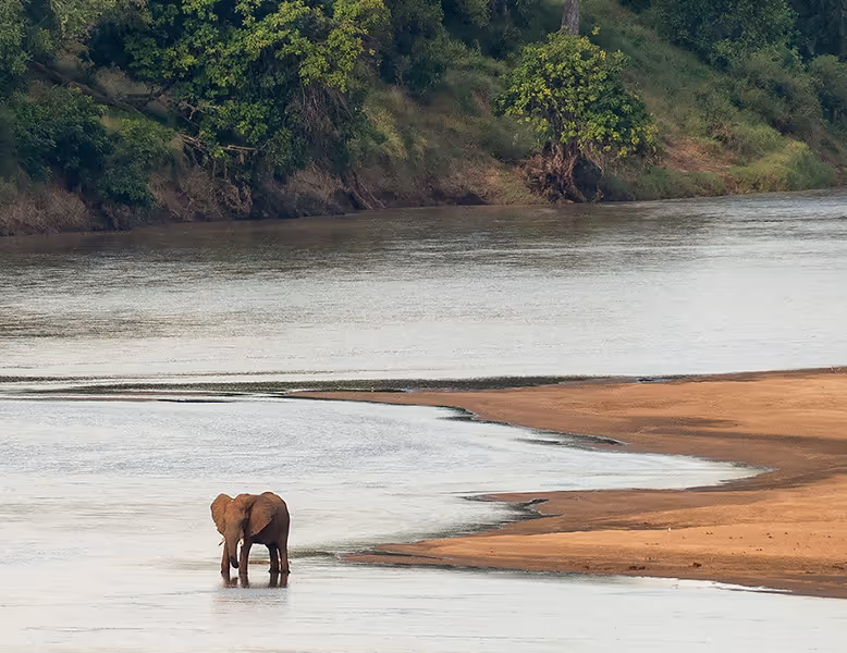 Olifant staat in ondiep water van een rivier met een zandbank en groene bomen langs de oever.