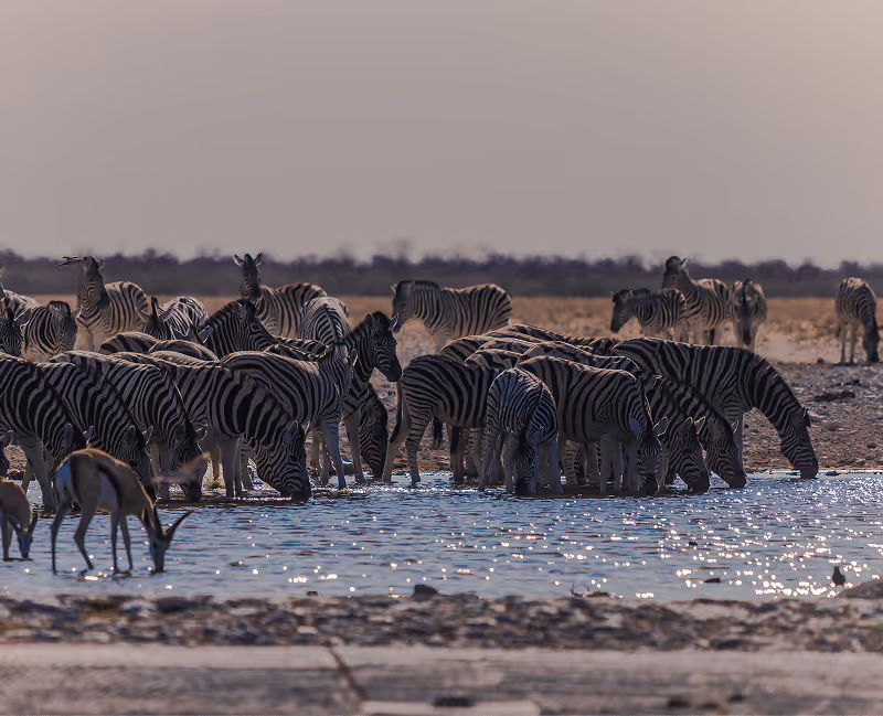 Een kudde zebra's drinkt water uit een vijver in een droge savanneomgeving bij zonsondergang.