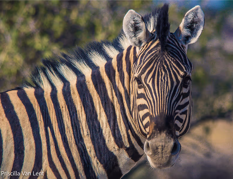 Close-up van een zebra met zwart-witte strepen tegen een wazige achtergrond van groen en blauw.