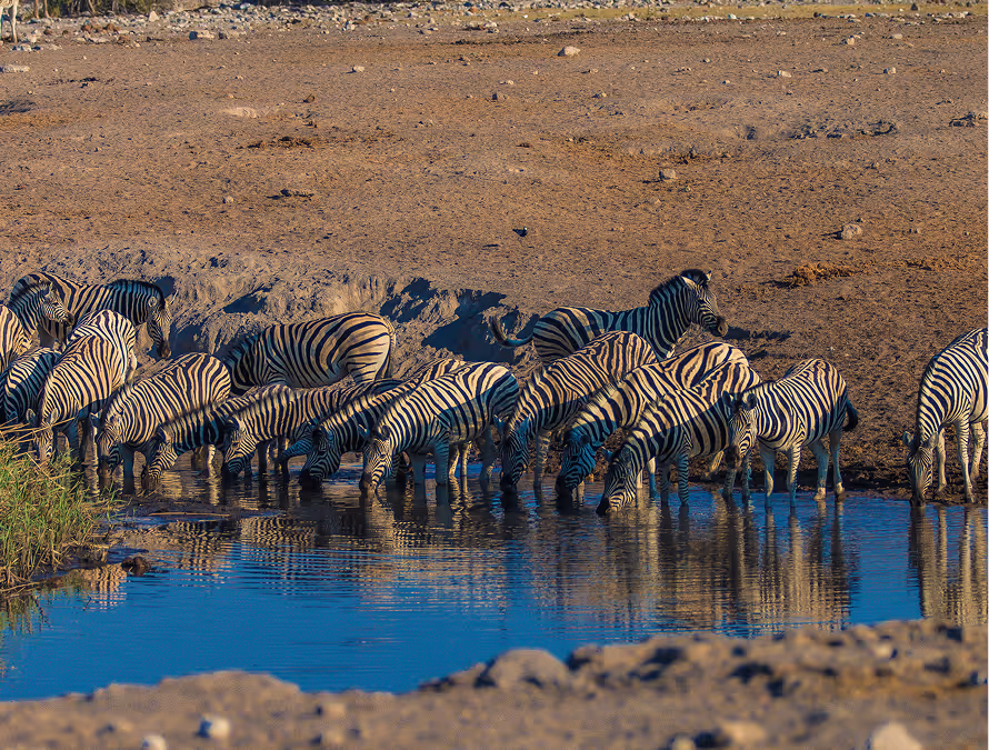 Een kudde zebra's drinkt water bij een waterplas in een droge, rotsachtige omgeving.