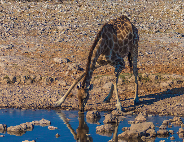 Een giraffe die met gespreide poten water drinkt uit een vijver in een rotsachtig, droog landschap.