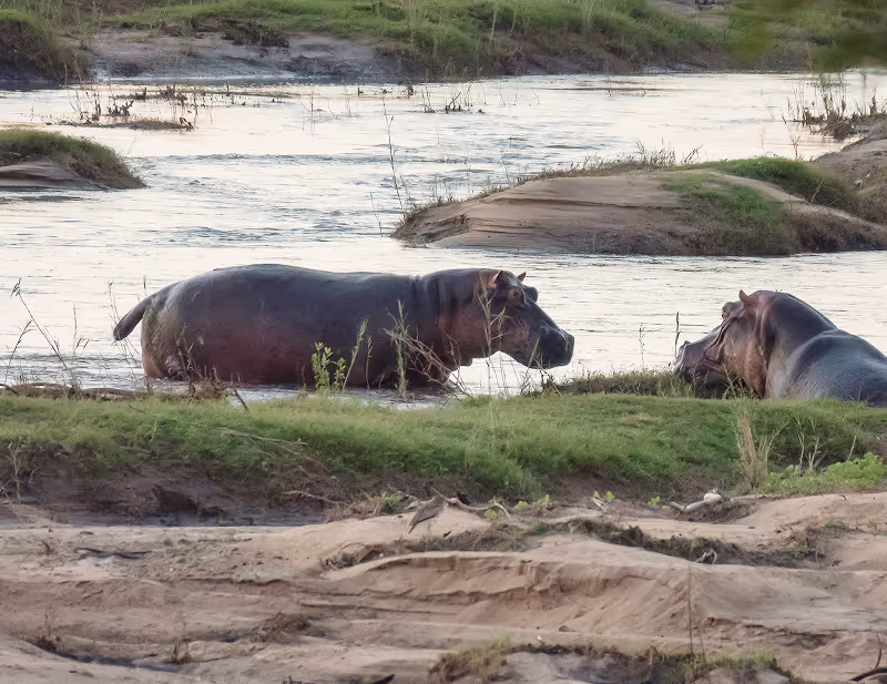 Twee nijlpaarden in een rivier met groene oevers en modderige zandbanken.