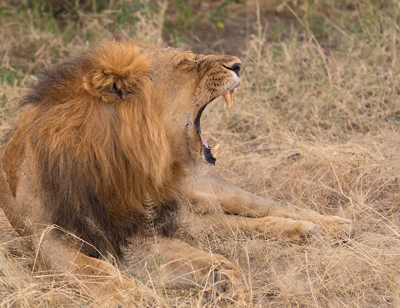 Leeuw met grote manen die ligt en gaapt in droog grasland.
