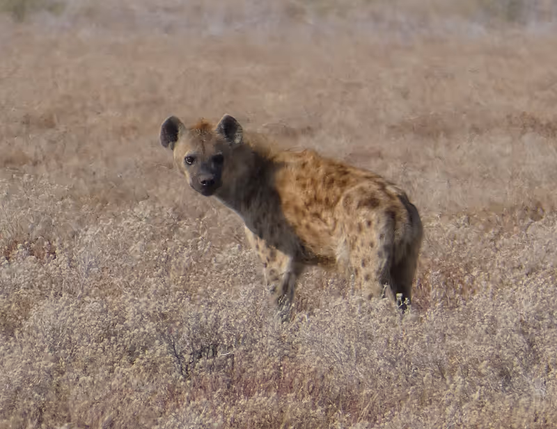 Hyena staande in een droog grasveld en kijkend naar de camera.