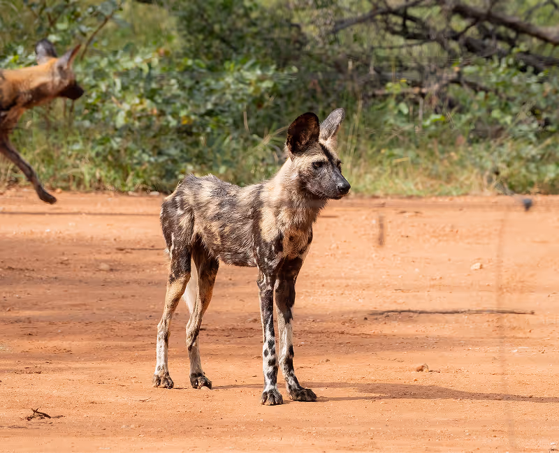 Afrikaanse wilde hond staat op een roodbruine grond met groene struiken op de achtergrond.