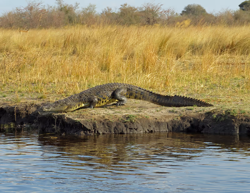 Een krokodil ligt op de oever van een waterlichaam met gele graslanden op de achtergrond.