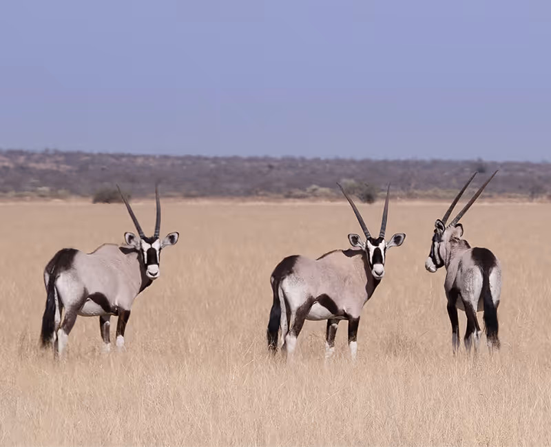 Drie oryxen met lange rechte horens staan in een droog grasveld in een savanneomgeving.