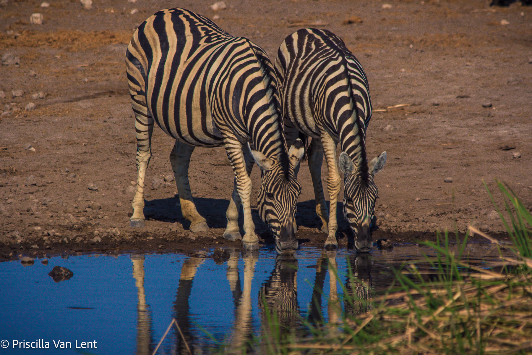 Twee zebra's drinken water uit een kleine vijver in een droge, zanderige omgeving.