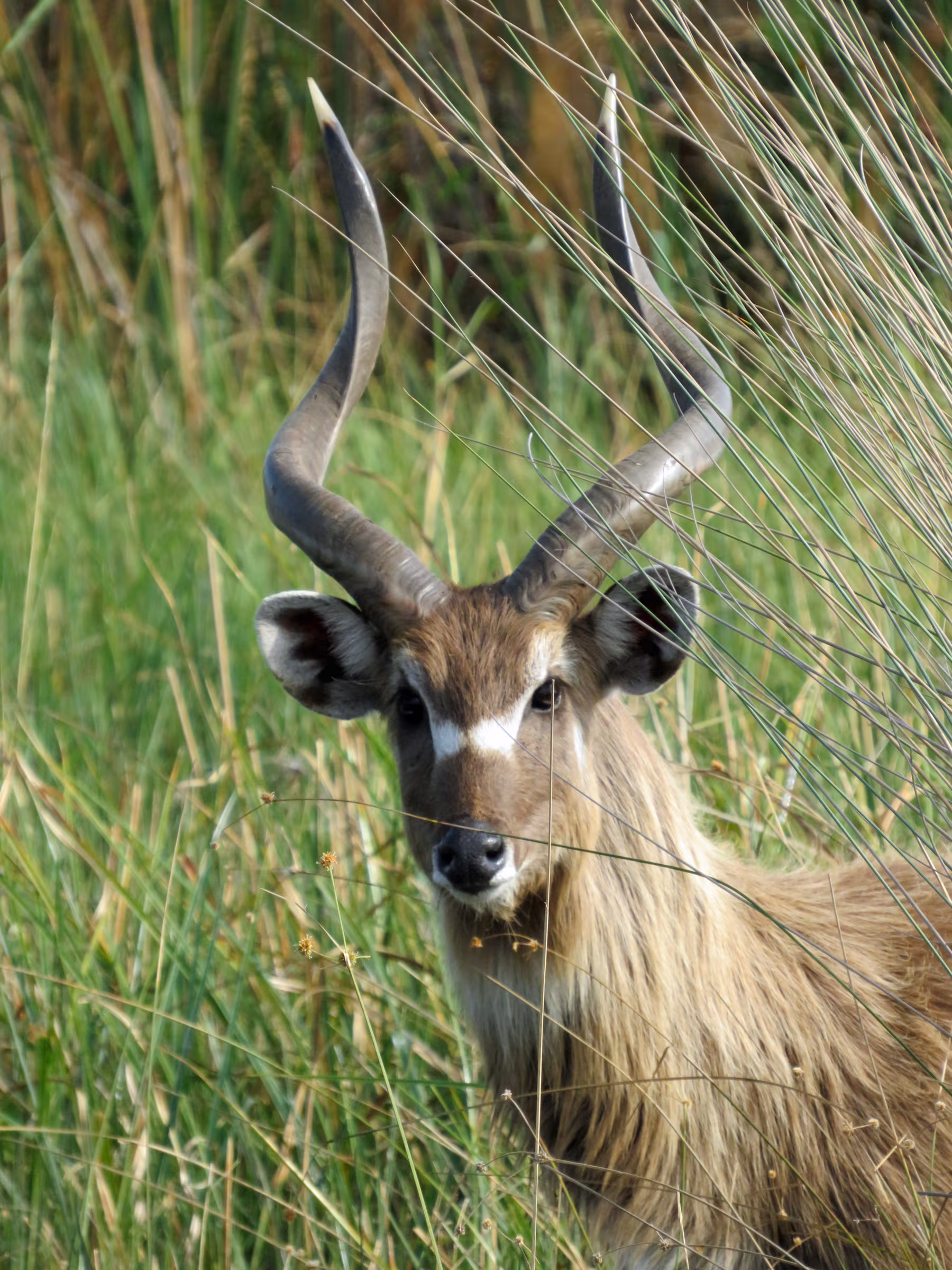 Een waterbok met gedraaide hoorns staat tussen hoog gras in een groene natuurlijke omgeving.