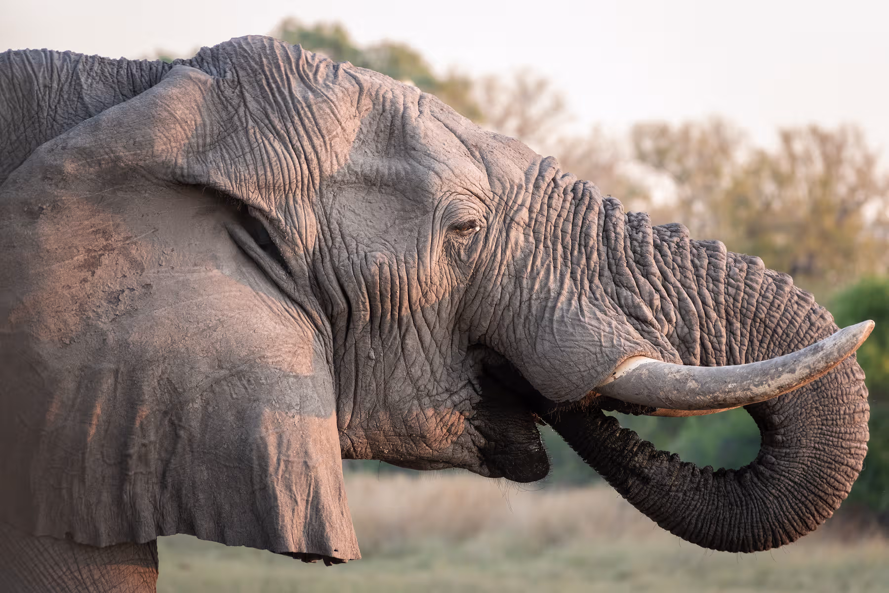 Close-up van een Afrikaanse olifant die zijn slurf omhoog krult in een natuurlijke omgeving.