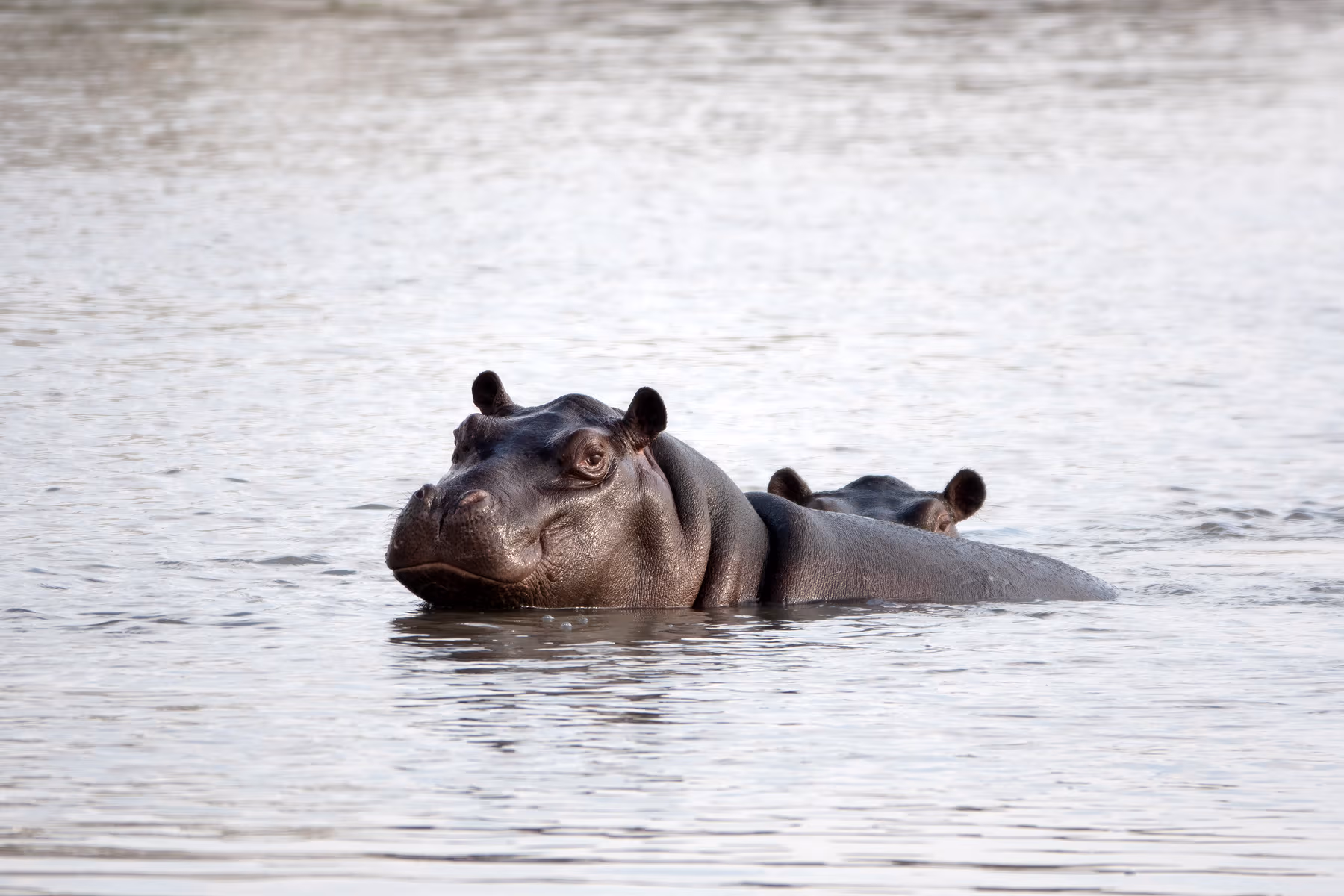 Nijlpaard dat half onder water in een rivier ligt met een andere nijlpaard deels zichtbaar op de achtergrond.
