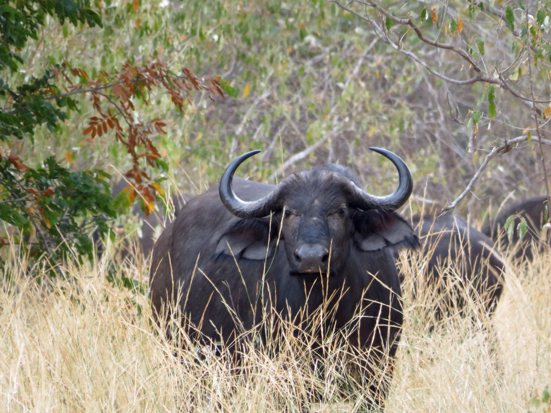 Een Afrikaanse buffel staat tussen hoog gras en struiken in de natuur.