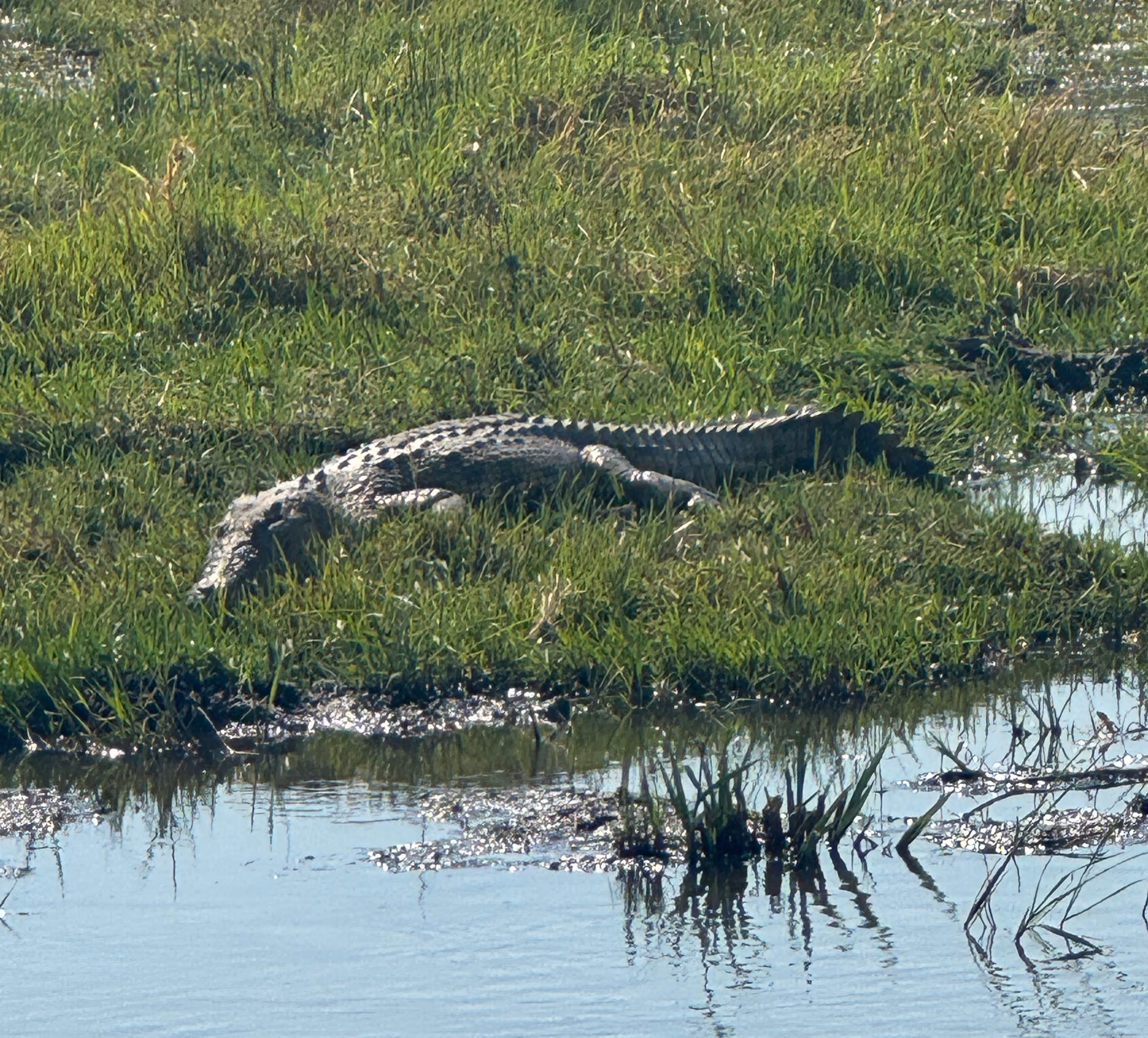 Een krokodil ligt stil op gras langs een waterkant in een moerasgebied.