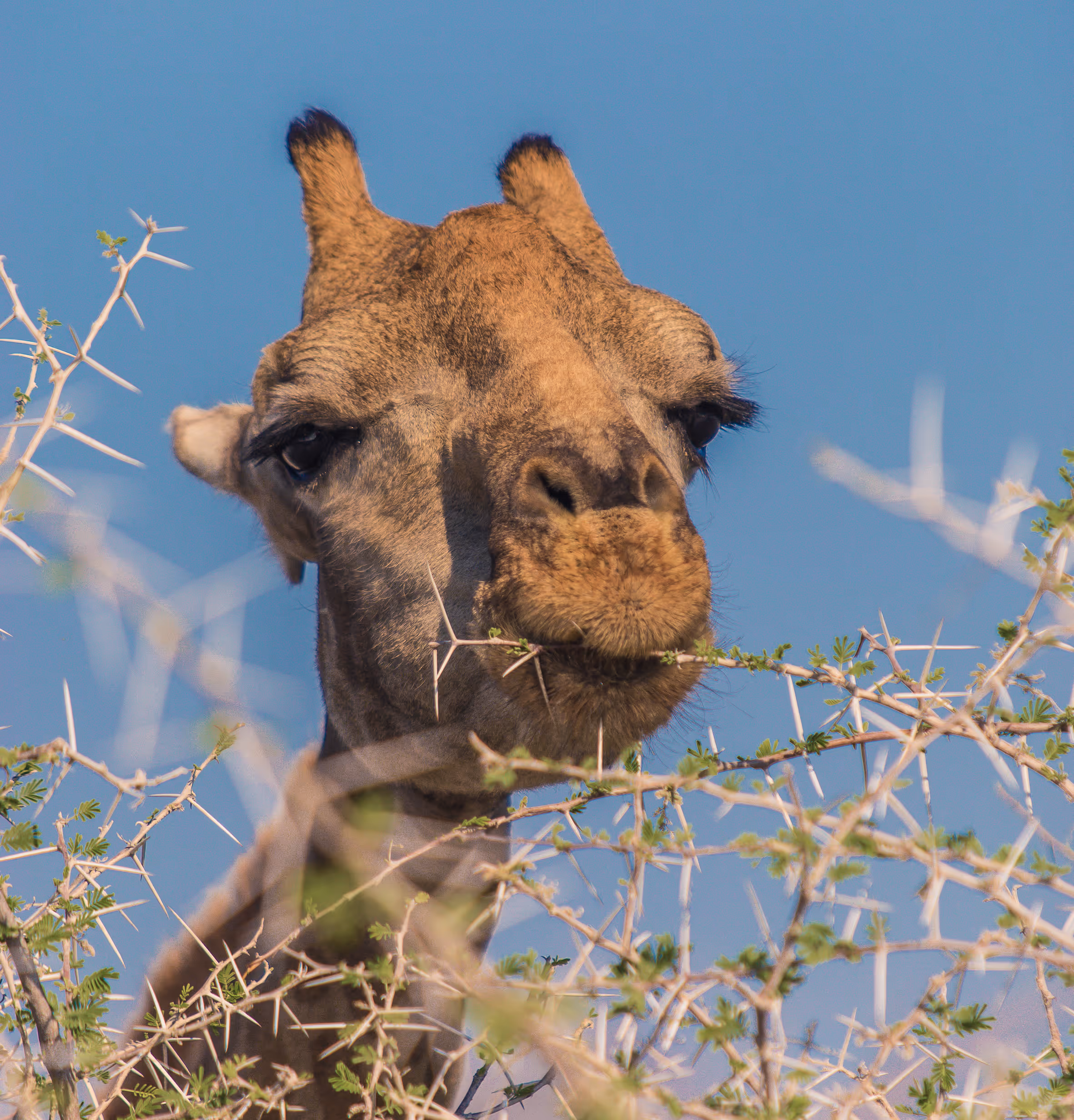Close-up van een giraffe die aan een doorntak met kleine groene blaadjes knabbelt tegen een blauwe lucht.
