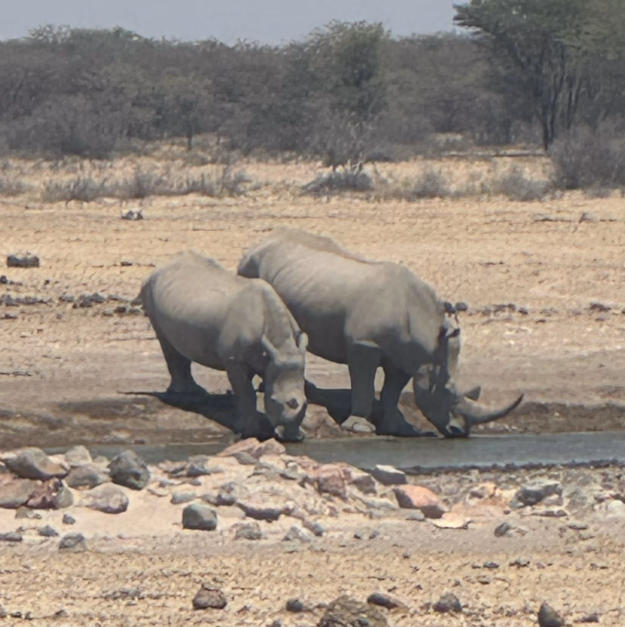 Twee neushoorns drinken water bij een waterpoel in een droge, rotsachtige savanne.