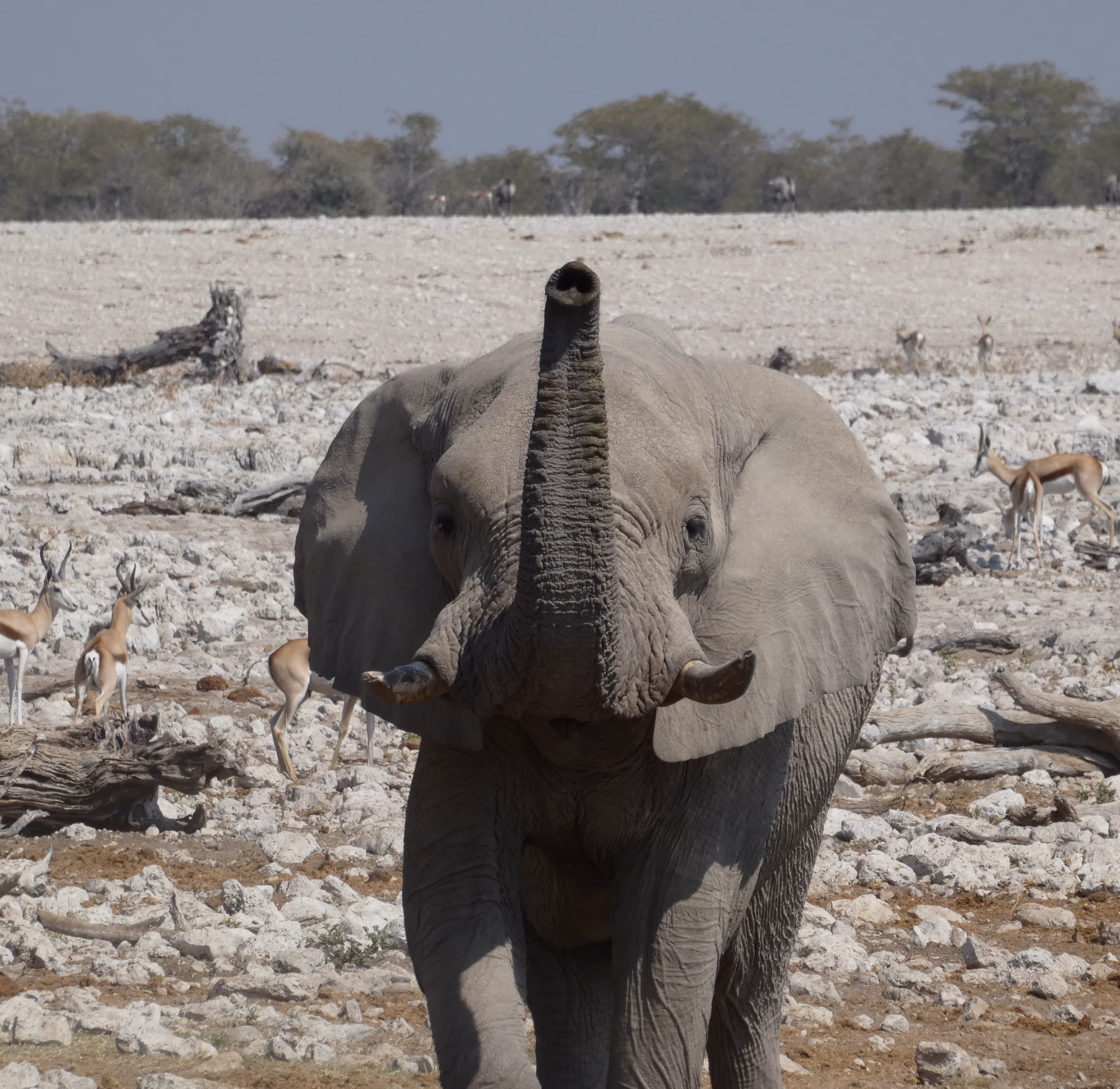Olifant met opgetilde slurf die recht naar de camera kijkt, met gazellen en een rotsachtige savanne op de achtergrond.