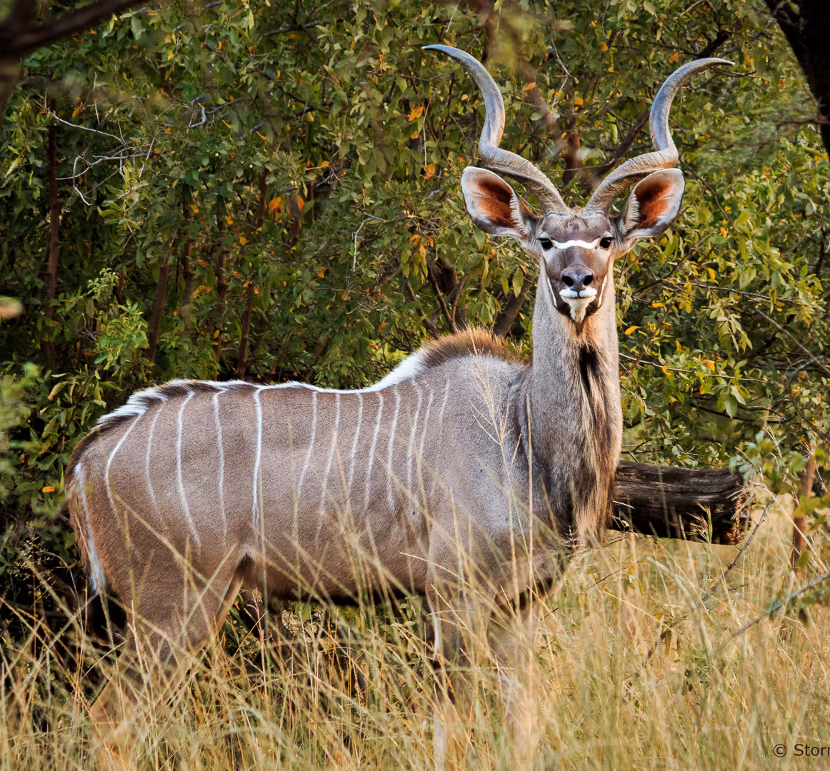 Een kudu-antilope met lange gedraaide horens staat tussen gras en struiken in Zuid-Afrika.
