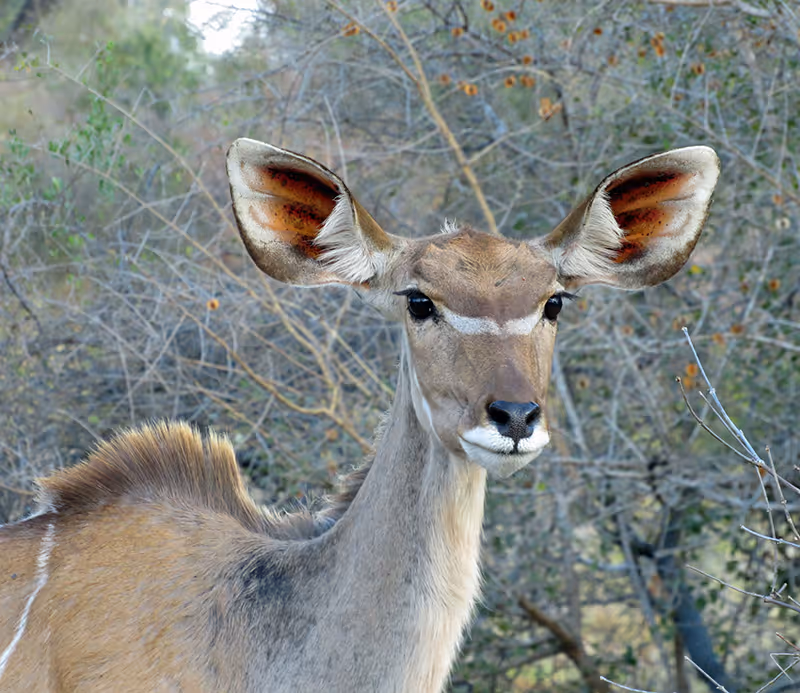 Close-up van een kudu-antilope met grote oren in een bosrijke omgeving.