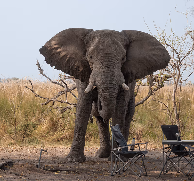 Een olifant staat in het wild met uitgestrekte oren en kijkt naar twee lege campingstoelen en een tafel.