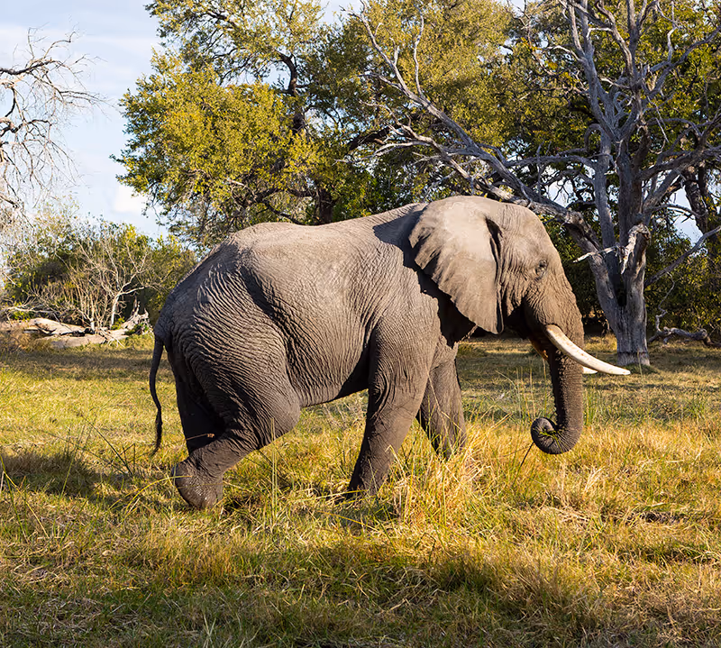 Afrikaanse olifant lopend door grasland met bomen op de achtergrond.