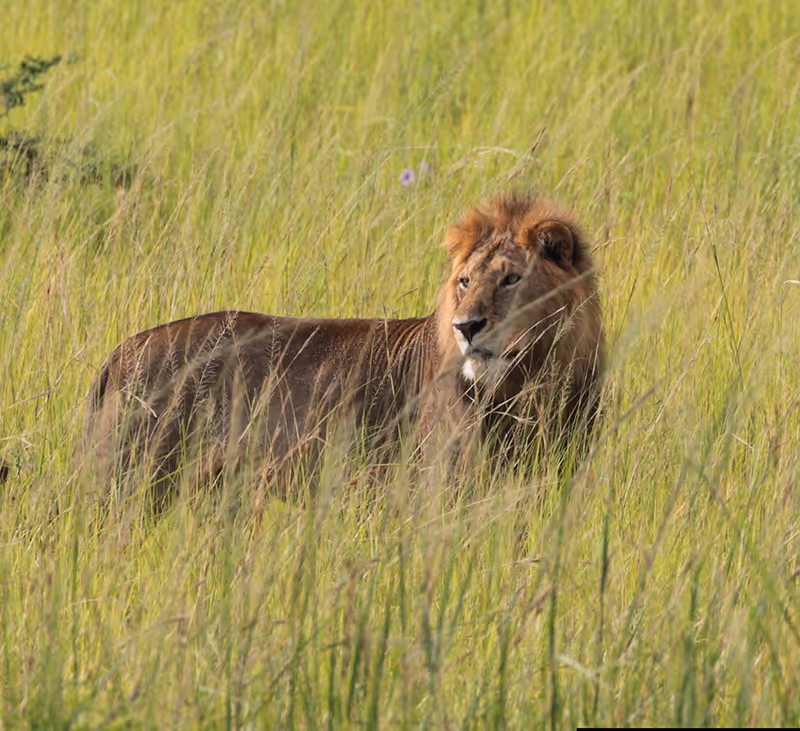 Een leeuw met manen staat tussen het hoge gras op de savanne.