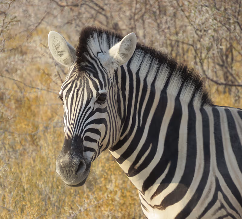 Close-up van een zebra met zwart-witte strepen in een droge savanneomgeving.