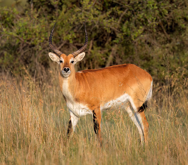 Een lechwe-antilope met lange, gedraaide hoorns staat in hoog gras in een bosrijke omgeving.