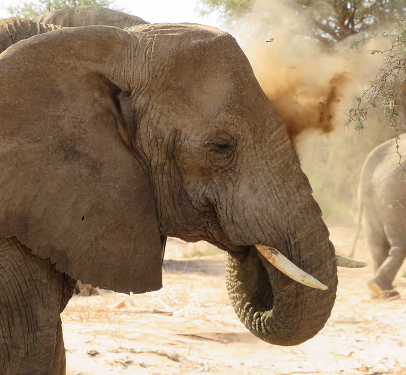 Olifant die stof opwerpt in een droge, bosachtige omgeving.