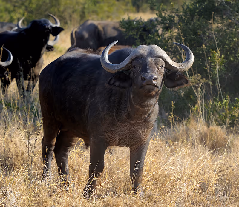 Buffel staand in hoog gras met struiken op de achtergrond onder natuurlijk zonlicht.
