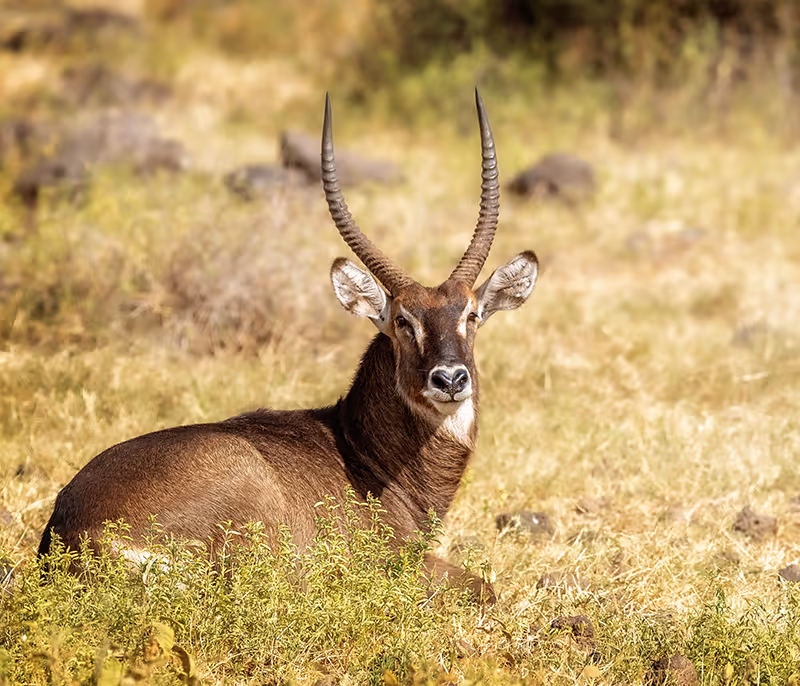 Sabelantilope met lange, gebogen hoornen liggend in het gras.