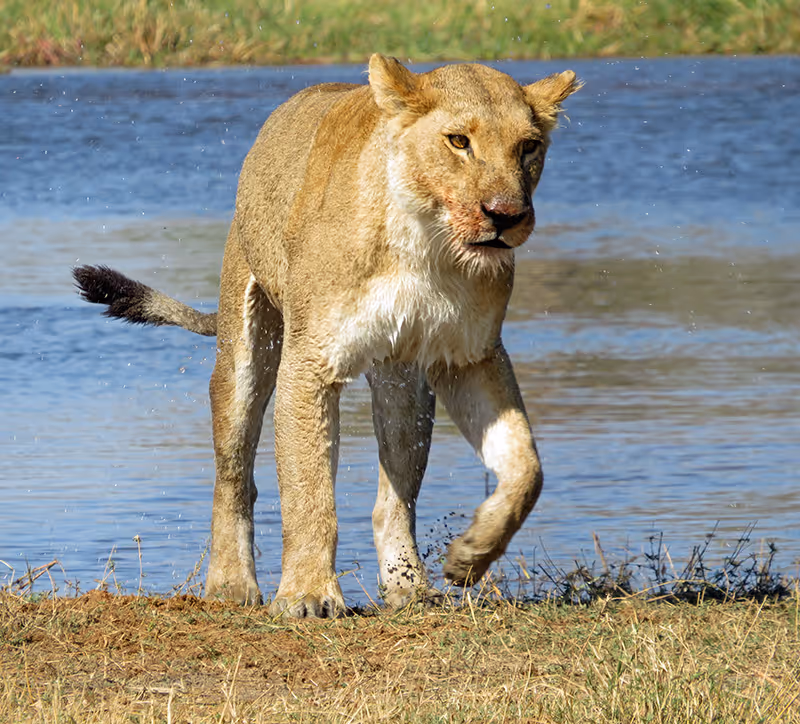 Leeuwin loopt uit een waterplas op grasland met natte poten.