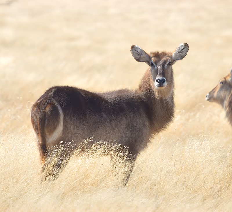 Een waterbok die in droog grasland in Botswana staat met een wazige tweede waterbok op de achtergrond.