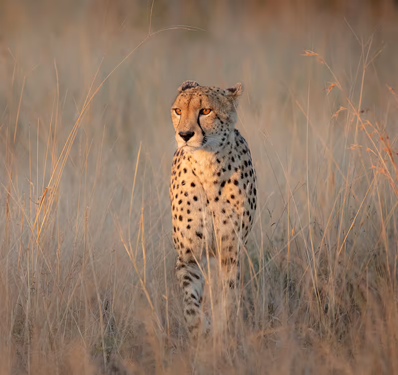 Cheetah die rust tussen het droge savannegrasland in de vroege ochtendzon.
