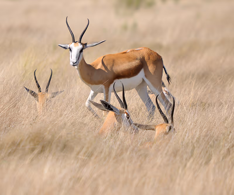 Een groep springbokken met lange hoorns in hoog gras op een savanne.