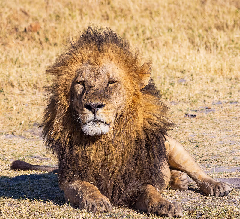 Leeuw met een volle donkerbruine manen liggend op droge grasgrond in de zon.