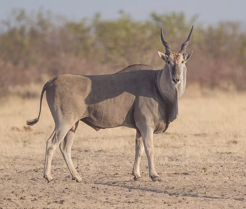 Een eland met gedraaide hoorns die in een droge savanne staat, met struiken op de achtergrond.