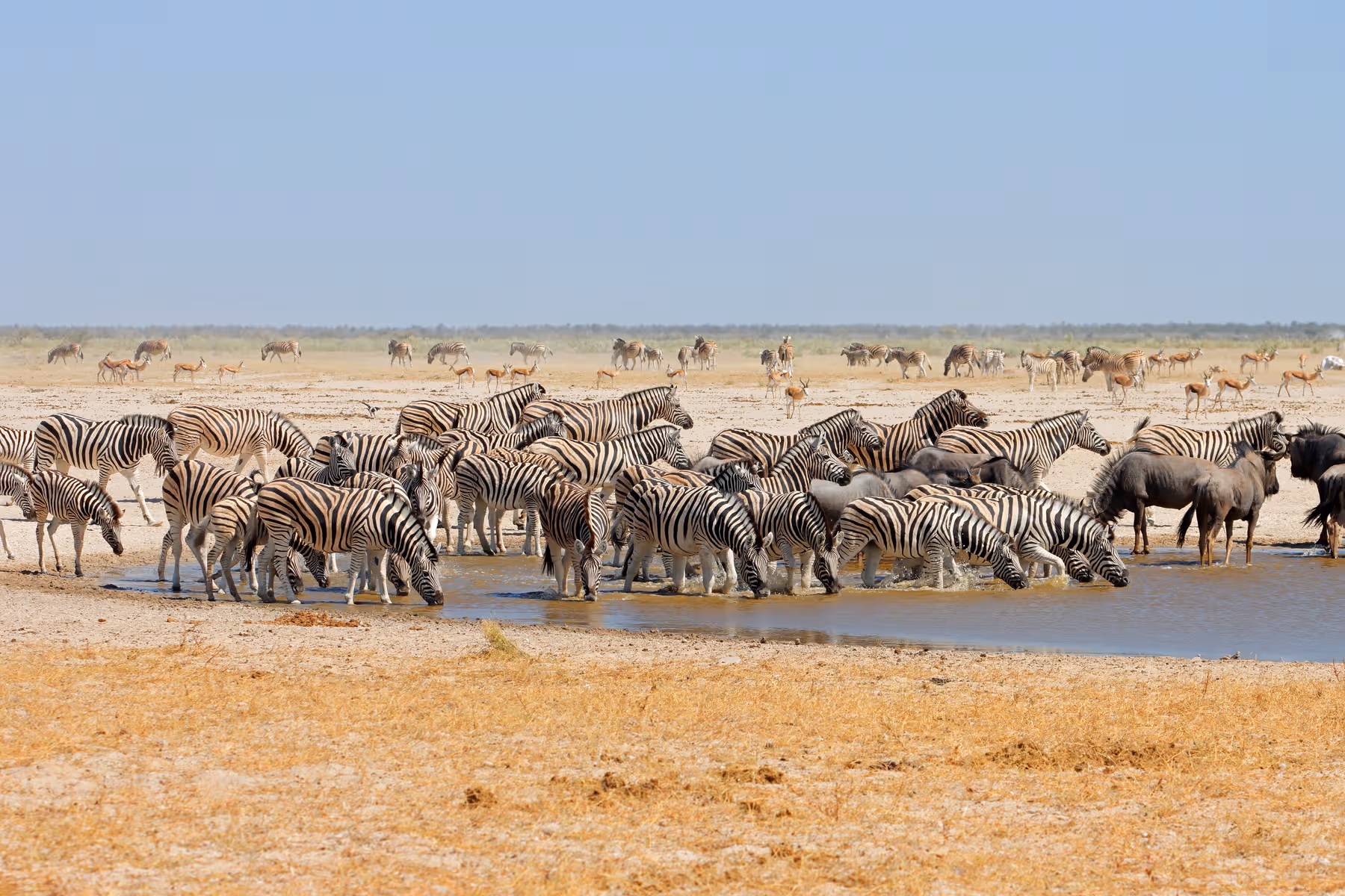 Een grote groep zebra's en enkele gnoes drinken bij een waterpoel in een droog savannelandschap met andere dieren op de achtergrond.