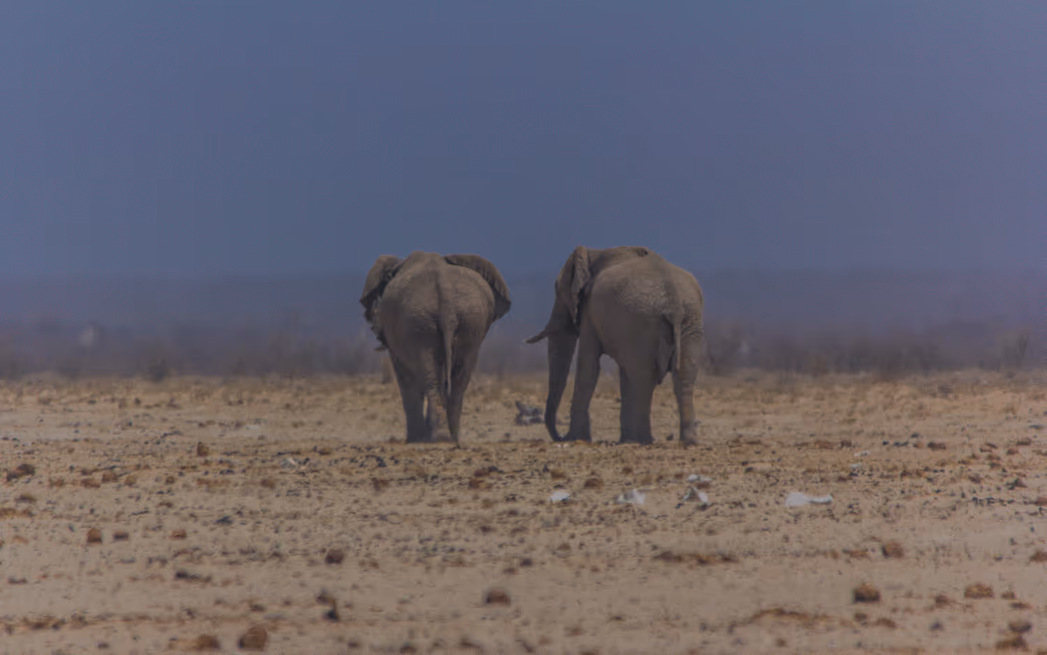 Twee Afrikaanse olifanten lopen weg op een droge vlakke savanne onder een bewolkte hemel.
