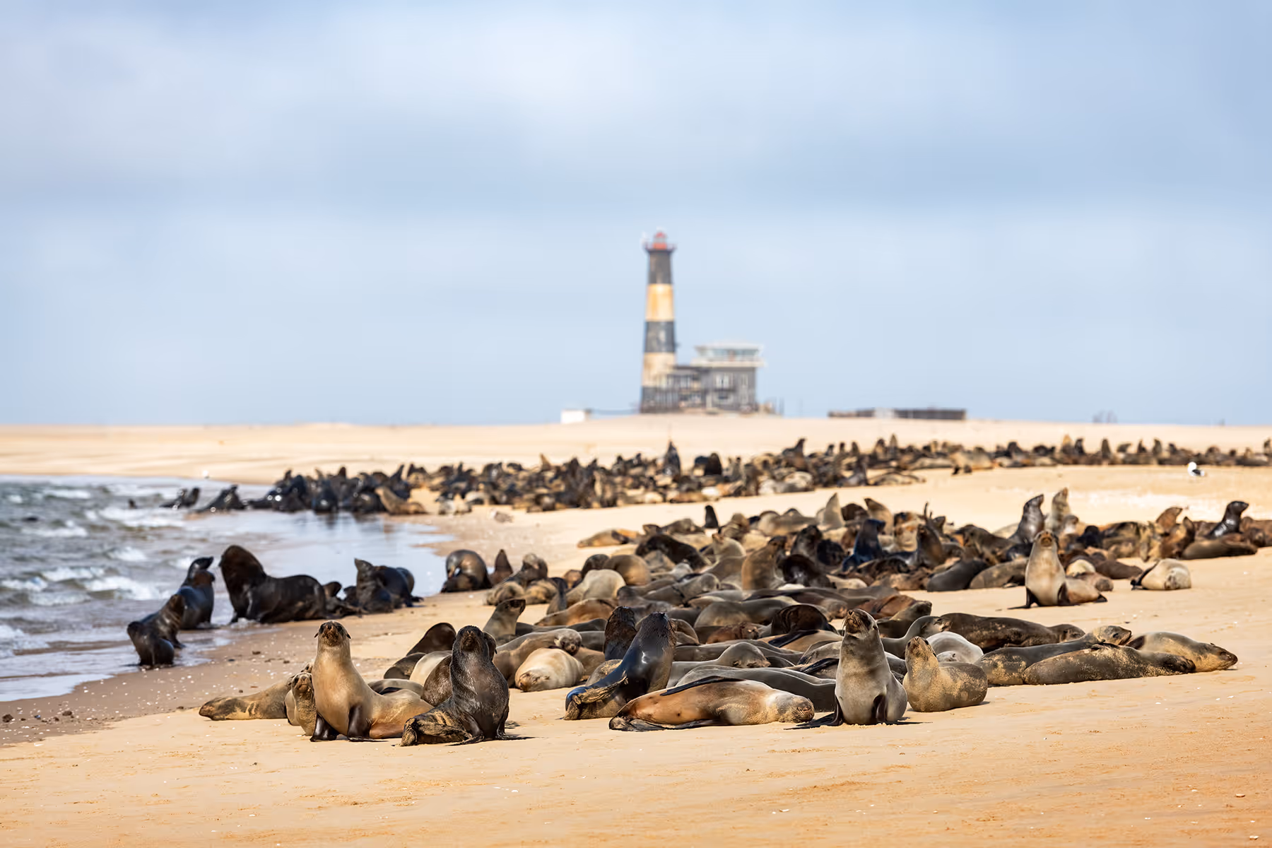 Grote groep zeehonden rust op een zandstrand bij het water met een vuurtoren op de achtergrond.