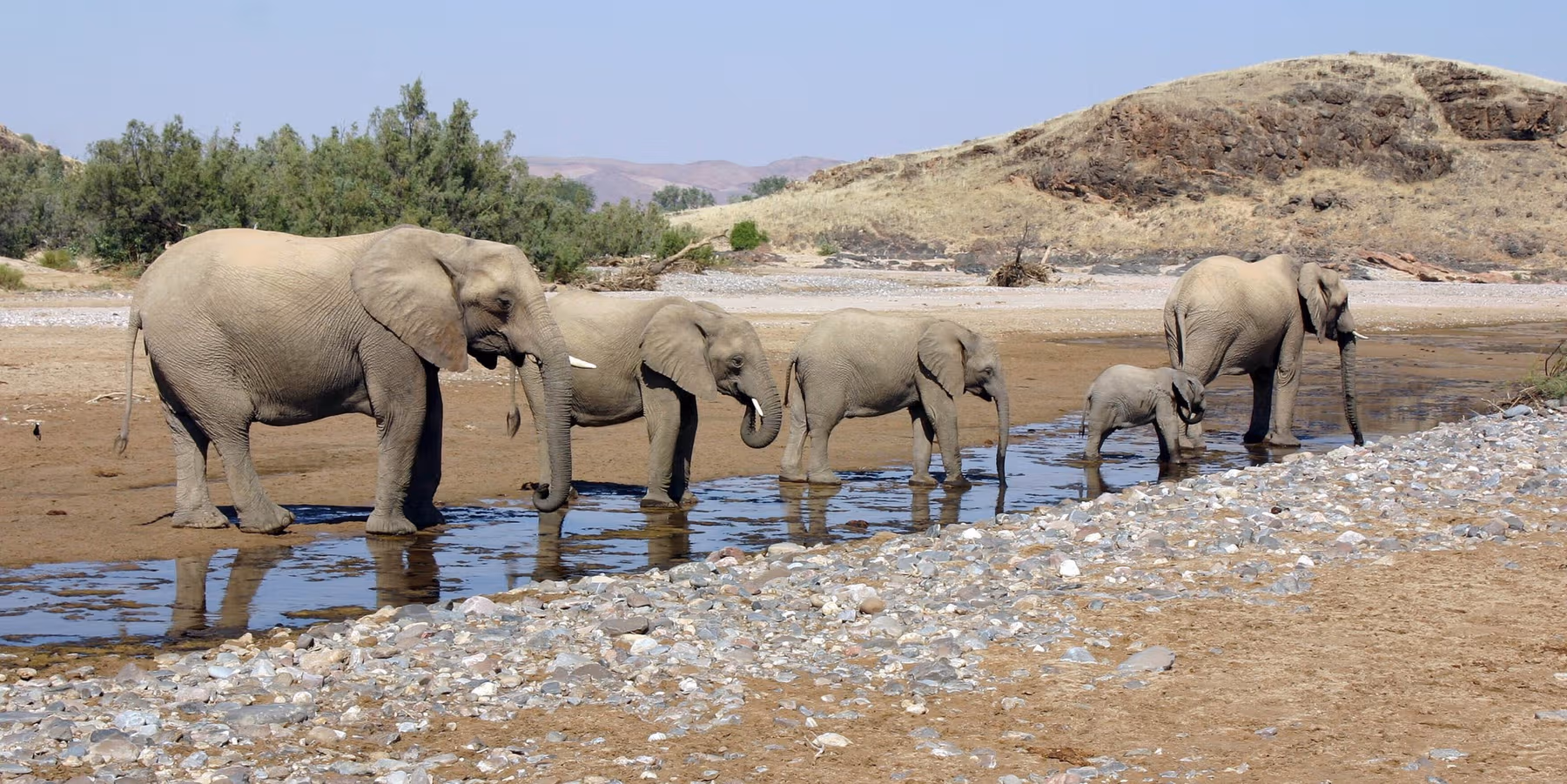 Vijf olifanten, inclusief een kalfje, drinken water bij een ondiepe rivier met een heuvel en struiken op de achtergrond.