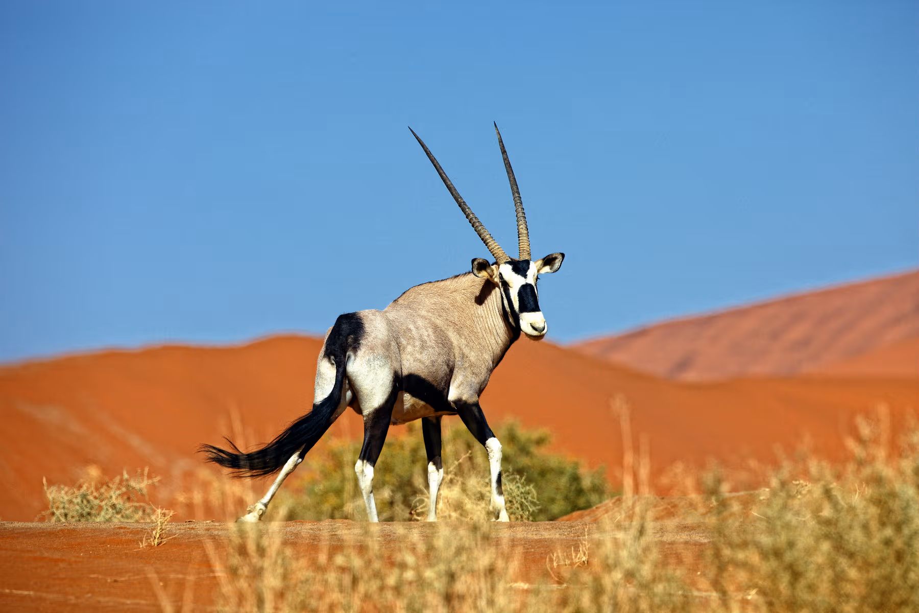 Oryx met lange, rechte horens staand in de Namibwoestijn met rode zandduinen onder een blauwe lucht.