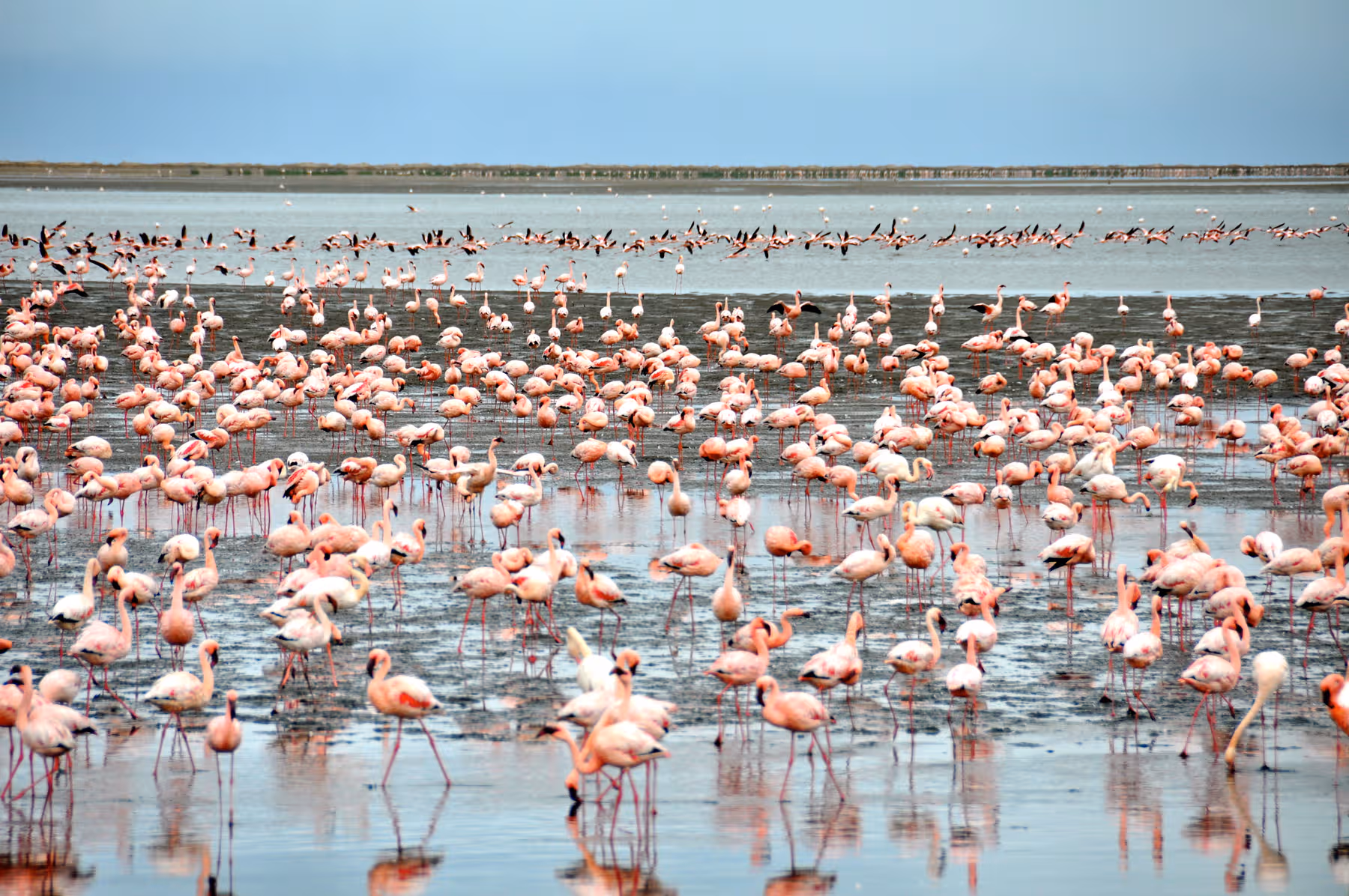 Grote groep roze flamingo's die in ondiep water en modderige kust staan met een heldere lucht op de achtergrond.