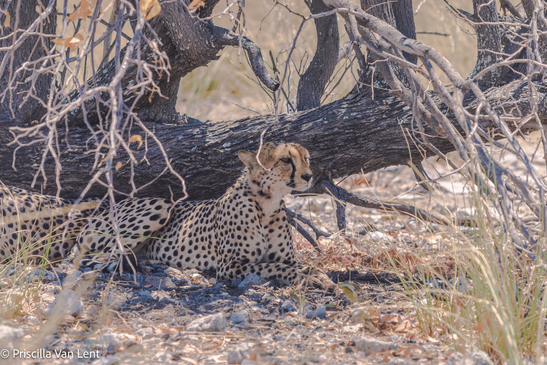 Tijgerluipard ligt in de schaduw van een grote, gekronkelde boomtak op een dorre grond met bladeren en gras.