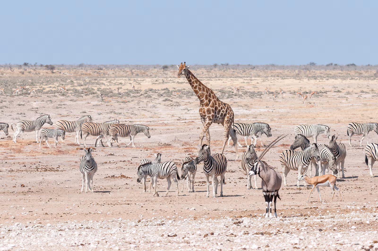 Een giraf, verschillende zebra's, een oryx en een springbok staan verspreid op een droge Afrikaanse savanne onder een heldere blauwe lucht.